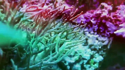 Recitales del Festival en años anteriores (67)