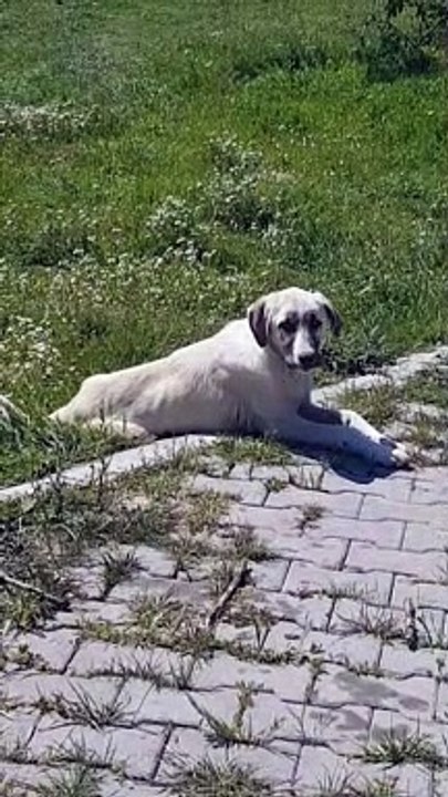 Relax barking