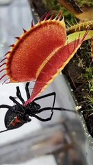 Venus flytrap | dangerous plant | plant