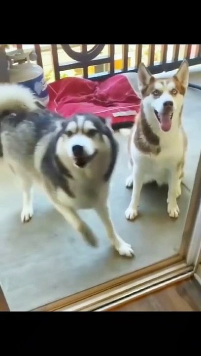 Funny Moments Animals Lovers #5