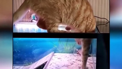 TAHAN TAWA  5 MENIT VIDEO TINGKAH LUCU KUCING BIKIN NGAKAK - KUMPULAN VIDEO LUCU