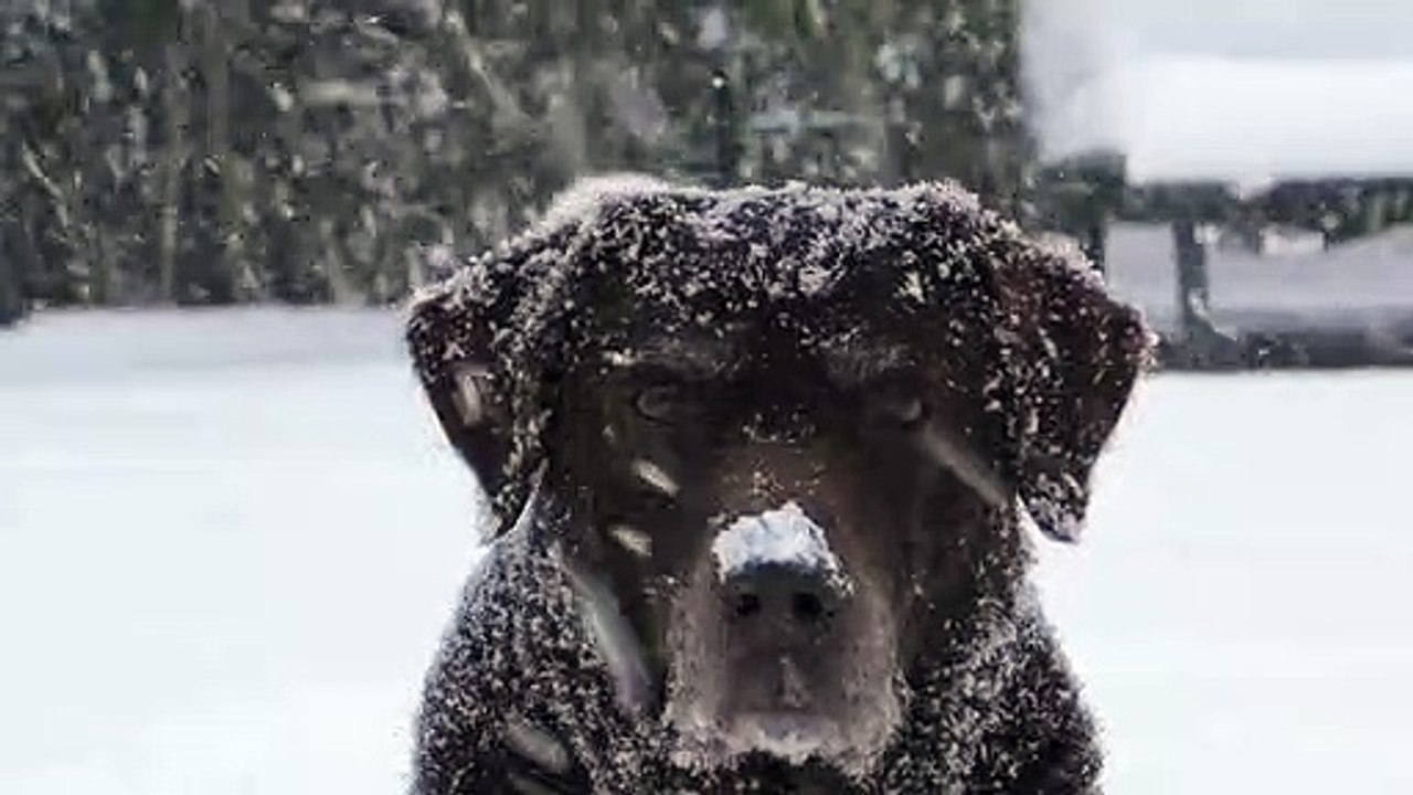 HARD DOG #dog