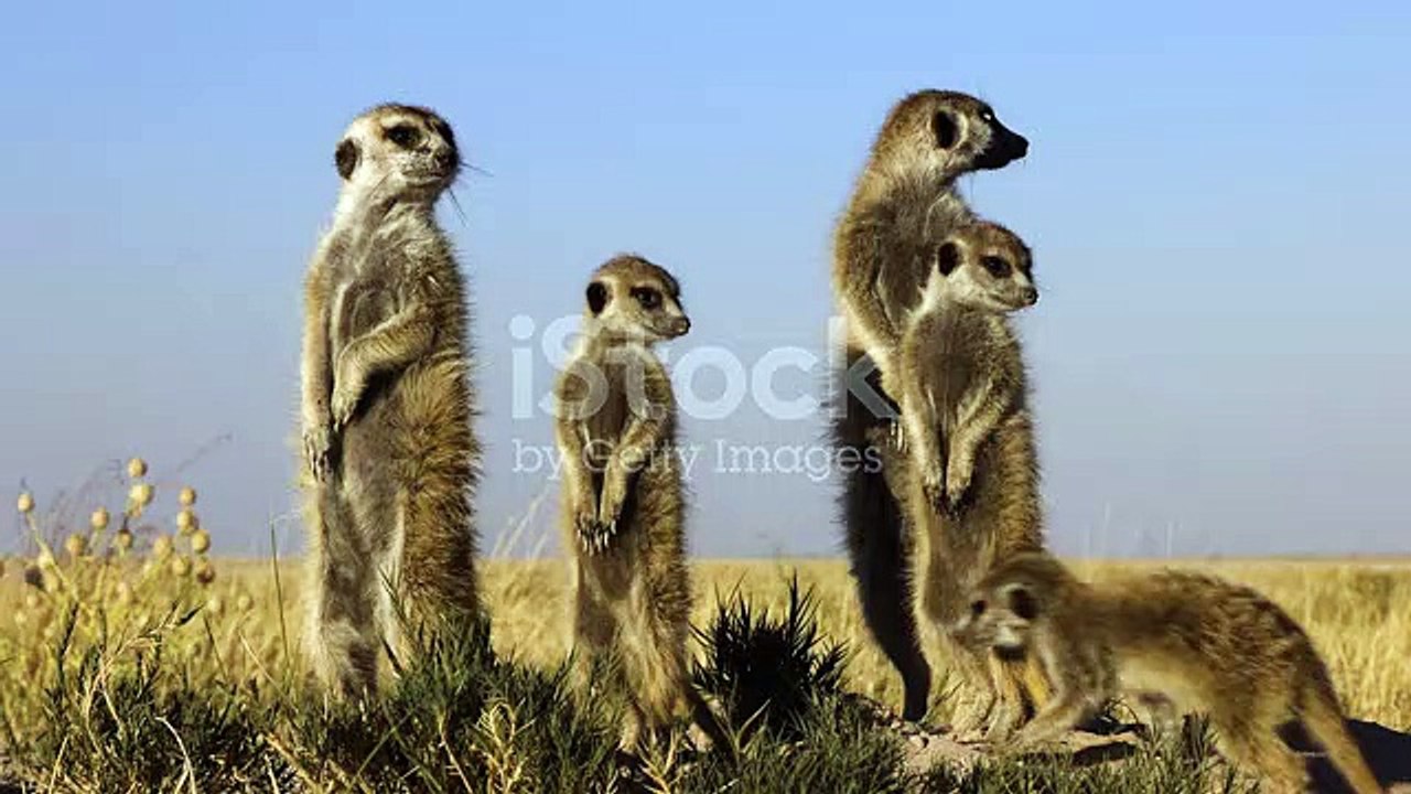 Cute Animals