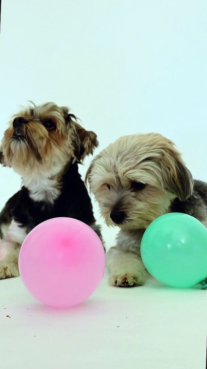 CUTE PUPPIES WANT SOMETHING