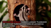 Conoce las mascotas más raras del mundo