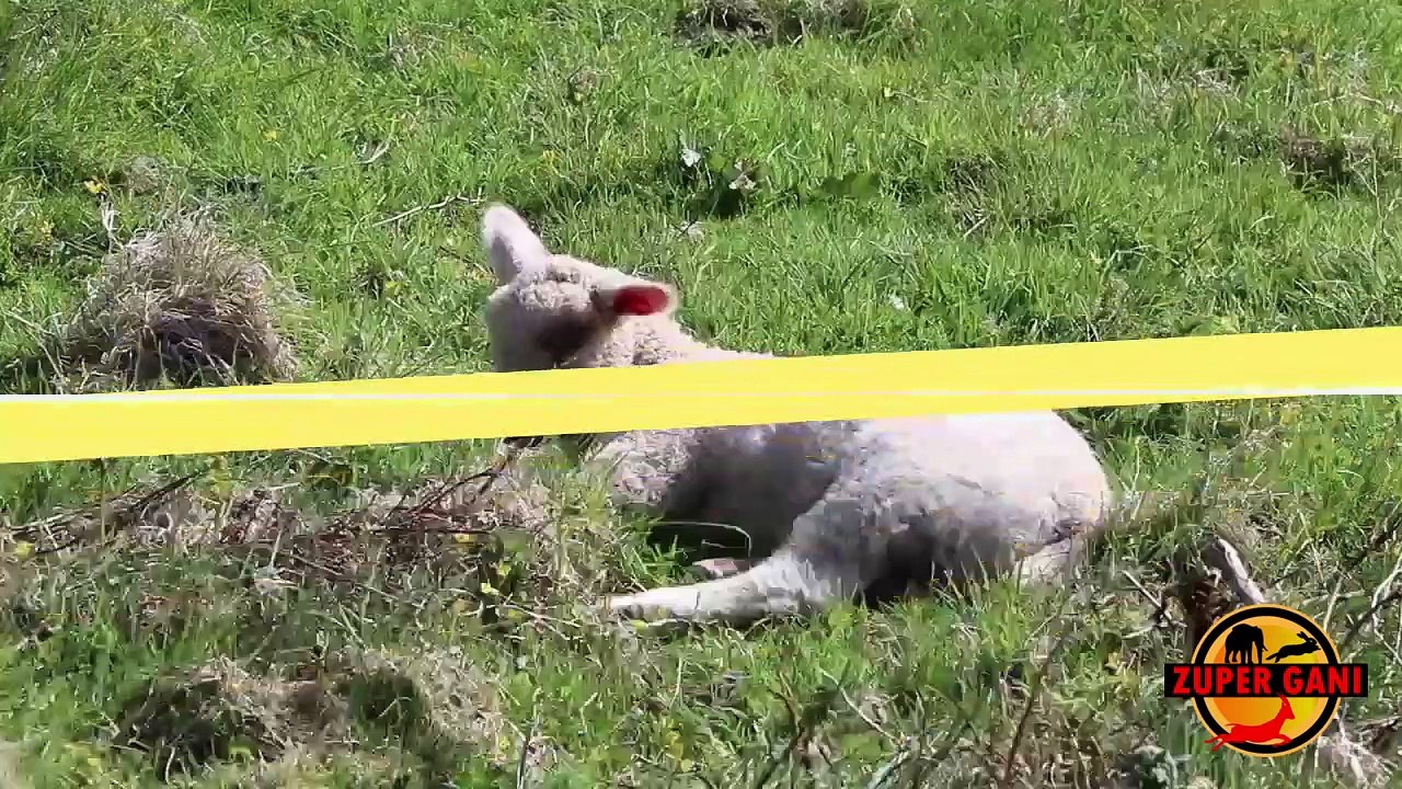 Goats and green pastures