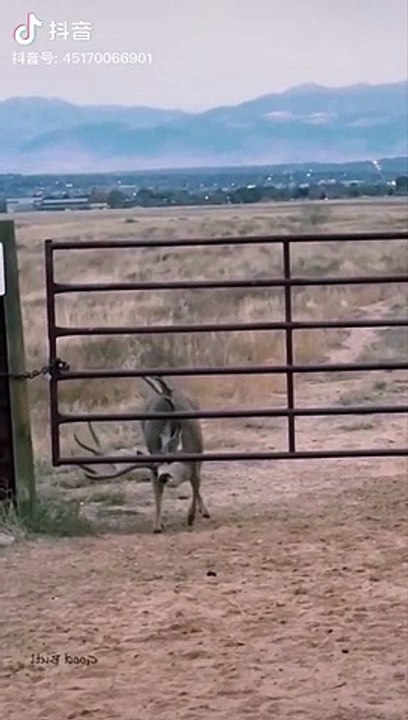 Smart animal