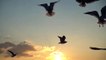 Birds Free Stock Footage - Beautiful Flying Birds Stock Footage (No Copyright)__Free To Use Videos