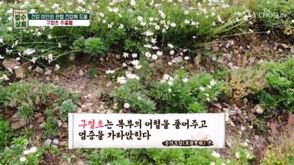 관절 염증을 완화하는 구절초 속 ‘리나린’ 항염 성분☺️ TV CHOSUN 20221109 방송