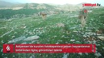 Adıyaman’da yaban hayatı fotokapana yansıdı