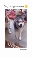 Husky is dancing so happily