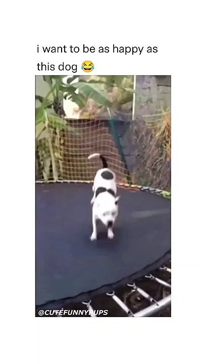 Cute puppy is dancing on trampoline