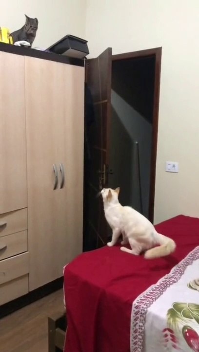 Funny Moments Animals lovers #2