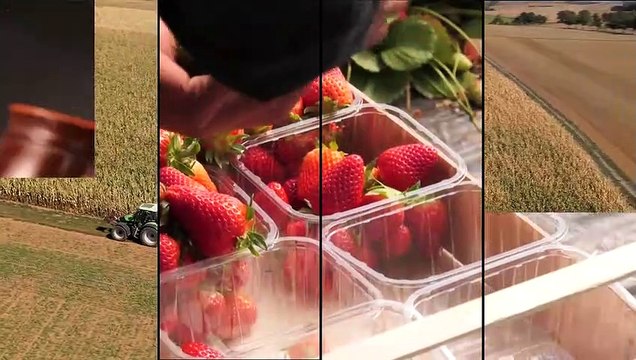 L’Olio ExtraVergine di Oliva: principe millenario degli alimenti salutari