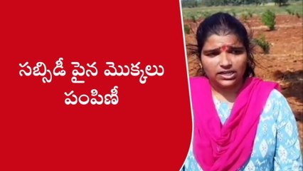 సిద్దిపేట: ఆయిల్ ఫామ్ పంట.. లాభాలే రైతు ఇంట..