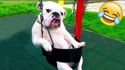 Try not to laugh | funny animal compilation | funny animal videos | funny animal videos