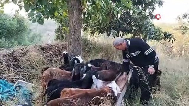 Vahşi hayvanların saldırdığı ahırda 11 küçükbaş hayvan telef oldu