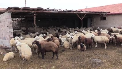 Download Video: Genç kadın, devlet desteğiyle küçükbaş hayvancılık işletmesi kurdu