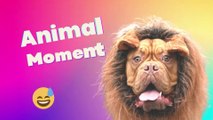 BEST FUNNY AND CUTE PET MOMENT COMPILATION #15 ANOYING CAT, DOG, AND OTHER ANIMAL HERE!