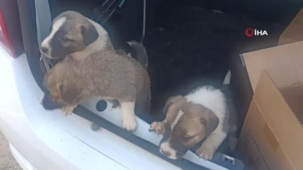 Otomobilin bagajında 4 tane yavru köpek bıraktı, savunması pes dedirtti