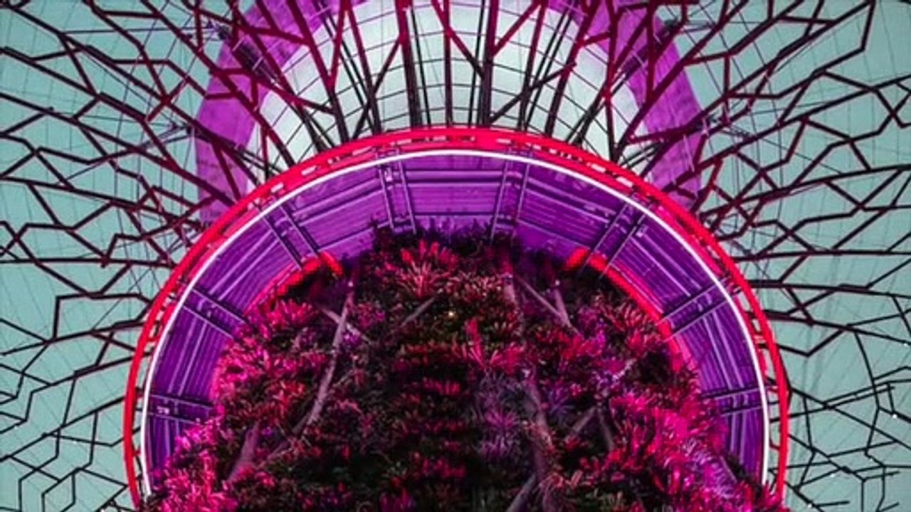 Super Trees and Super Crops Can Draw More Carbon From The Atmosphere To Mitigate Climate Change !!