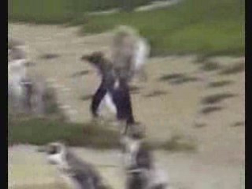 Pingouin sous ecstasy