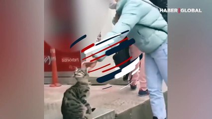 Sokaktan geçen insanlar onu sevince, 'alkışlayan kedi'