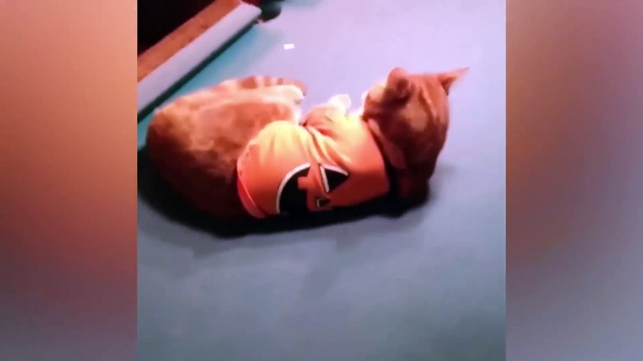 Silly Cats and Dogs of the Month Part 2 __ Funn...