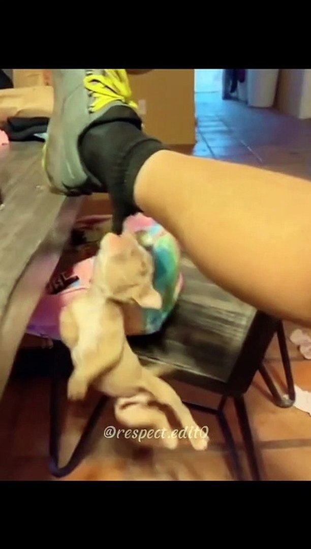 ⁣#funny #funnyvideos #pet #pets #dog #cat #animal #animals #fypシ #petlover #foryou