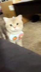  Rules are not for cats!  #1