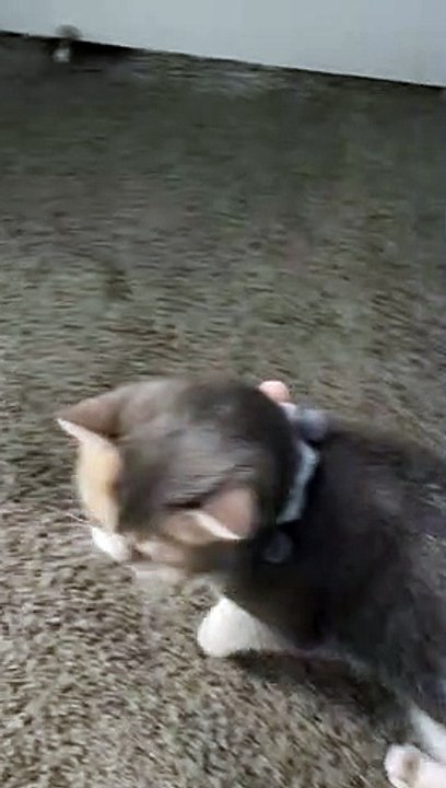  Rules are not for cats!  #3