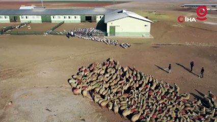 Sonbaharın en tatlı buluşması havadan görüntülendi