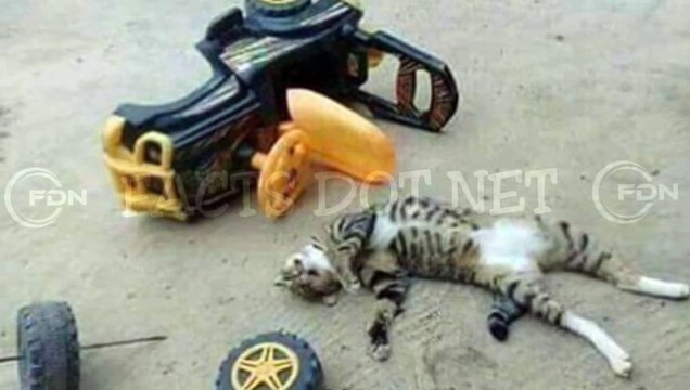 Did You Know? The Cat Drone || FACTS || TRIVIA