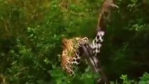 Amazing Moments Of Wild Animals 2022 - Epic Animals Fights Caught on Camera _2(240P)
