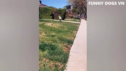 Funniest Animals Video - Funny Dogs And Cats - Try Not To Laugh Animals 2022 (2)