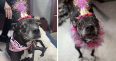 États-Unis : un refuge organise un adorable anniversaire surprise pour une chienne âgée et invite ses humains préférés
