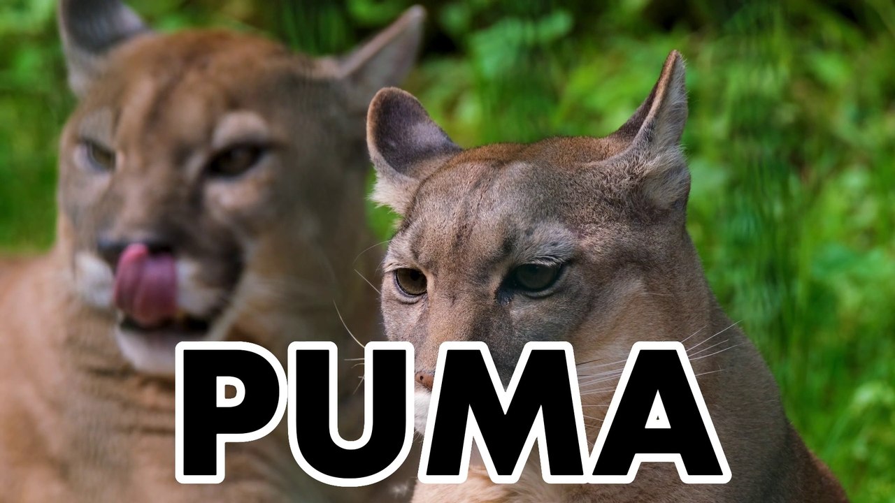 PUMA