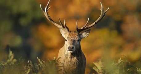 Plus de 45 000 personnes ont signé une pétition en ligne dénonçant la mise à mort d'un cerf par les chasseurs dans l'Oise