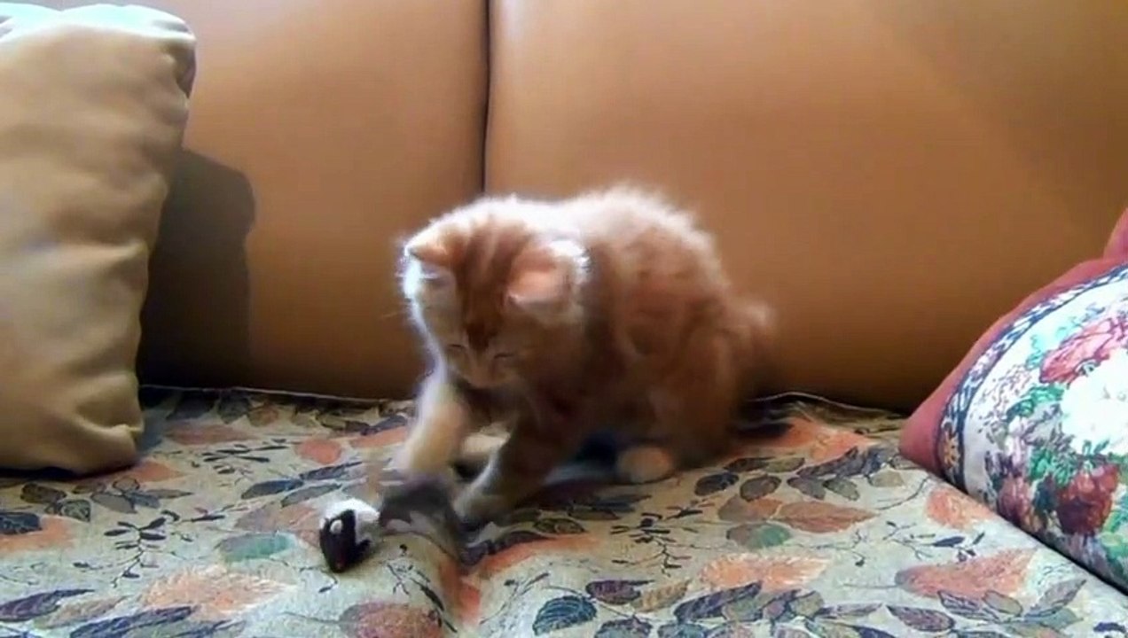 Cute cat video.beatuful cat video.