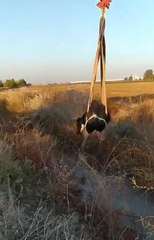 DERE YATAĞINA DÜŞEN İNEK, VİNÇLE KURTARILDI