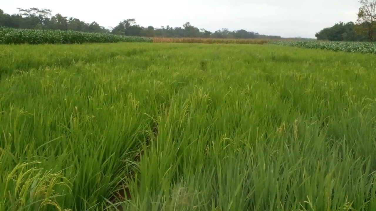 Sawah