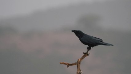 AMUS Y ENDESA 2022 v4
