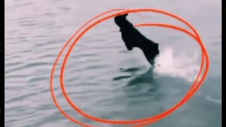 Funny Dog Videos 2022 | Intelligence Dogies | Viral Animal Videos | Cute Animals Yt