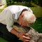Alligators, mygales, iguanes… Philippe a créé un refuge pour animaux mal aimés