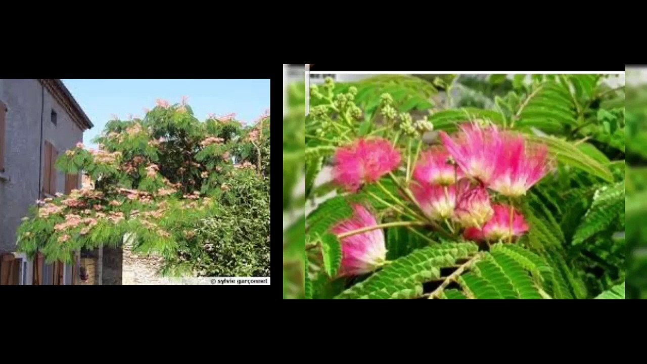 723 OÙ SE TROUVE LA CAUSE DE NOS SOUFFRANCES D ' ACACIA du JAPON AUX AUX FLEUR DE LYS DES DÉSERTS