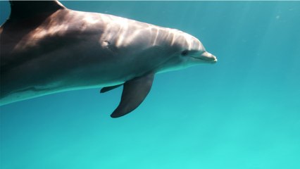 Dauphin vs Marsouin : Quelles sont les principales différences ? 🐬