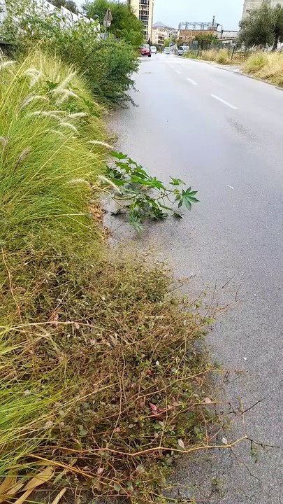 Palermo, Sos dagli abitanti di Sferracavallo: il by-pass tra erbacce e buio e senza marciapiedi