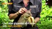 Insólito: entrenan ratas para operaciones de búsqueda y rescate