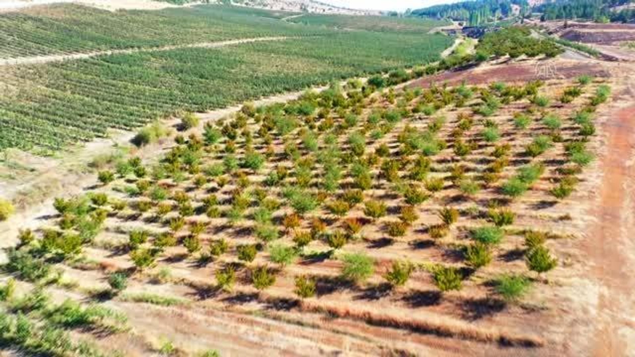 KAHRAMANMARAŞ - Göksun elmasında 53 bin ton rekolte bekleniyor