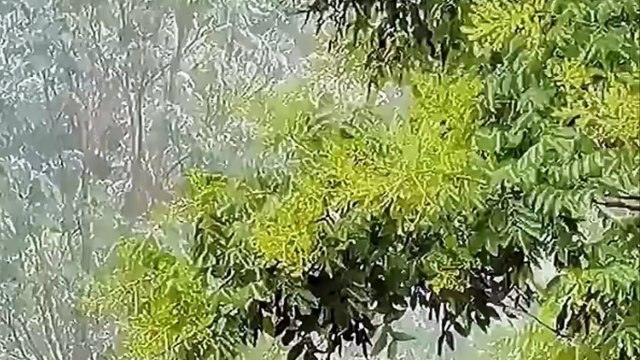 mother bird protects her chicks from the rain